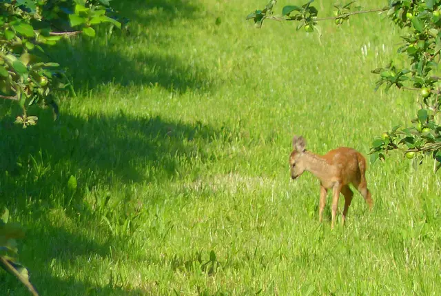 Ob Bambi einen Käfer beobachtet? | Foto: Konrad Schomerus