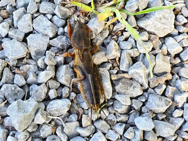 Recht flott im Kiesbett unterwegs.... | Foto: Heidrun Rosenberger