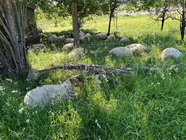 Die machen es richtig und liegen im Schatten | Foto: Albverein Weinsberg