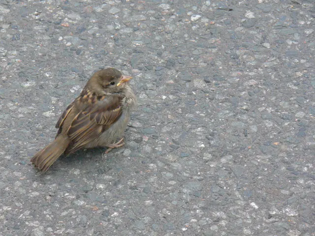 Ich bin ein kleiner Spatz | Foto: Konrad Schomerus