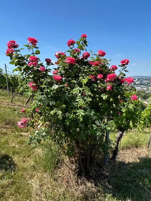 Auch die Rosen haben ihr Festtagsgewand an  | Foto: Albverein Weinsberg