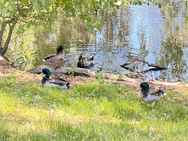 Foto: Heide Böllinger aus Bad Friedrichshall