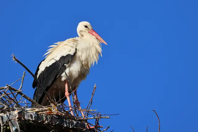 Sodele, nun kann ich wieder ... | Foto: UD