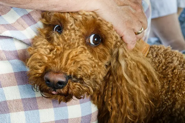 Ist Herrchen noch da? | Foto: WKY