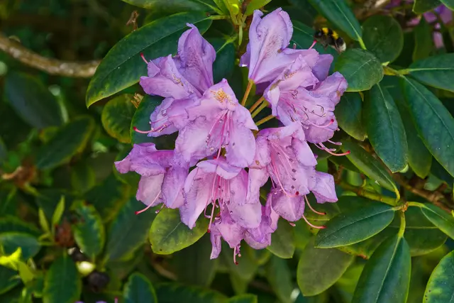 Zwei Blüten im Schatten waren noch fotogen | Foto: WKY