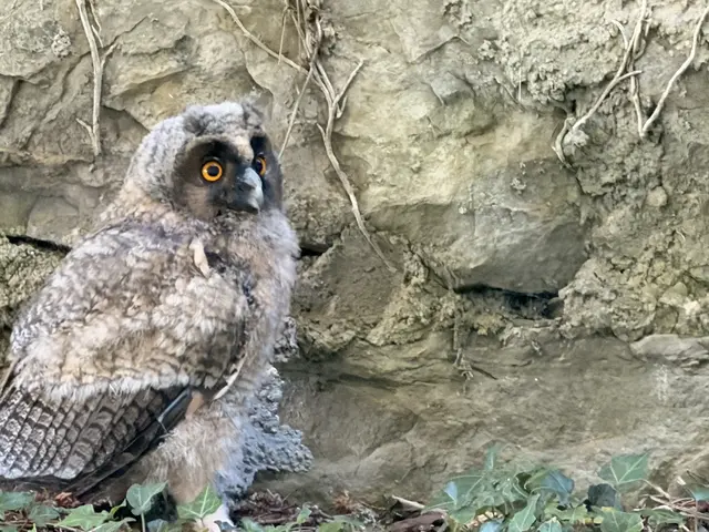 Kleine Waldohreule | Foto: G.Hölzel