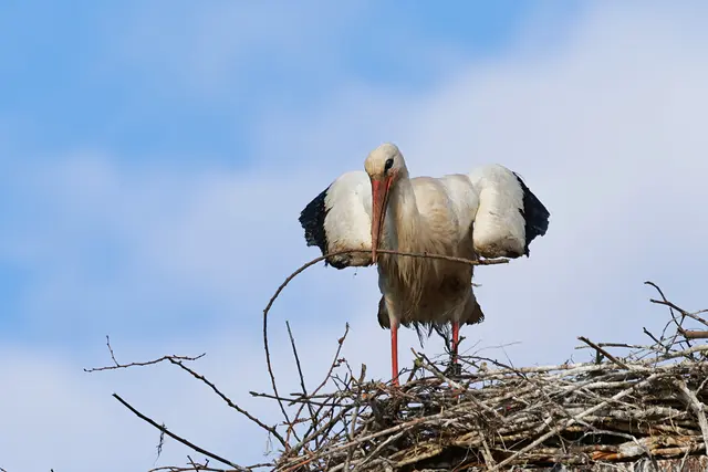 "Was soll ich nun machen? Wie geht dieser Dreck nun wieder ab? Vielleicht mit dem Stöckchen abklopfen?" "Oder ... | Foto: UD