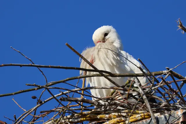 So ein schönes und fluffiges Gefieder. | Foto: UD