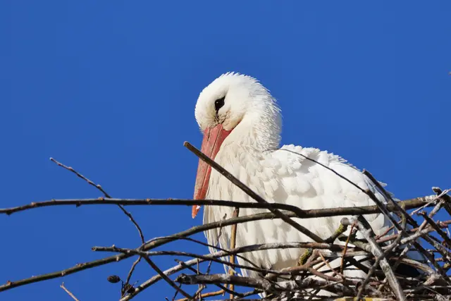 Wieder Blütenweiß ;-) | Foto: UD