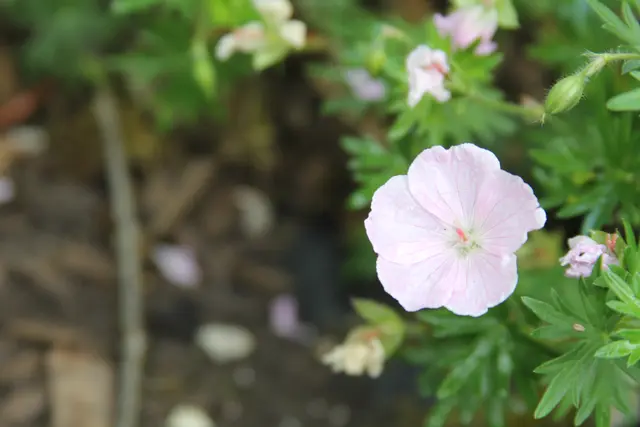 Grüße aus dem Garten
