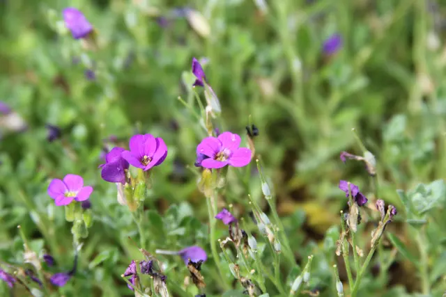 Grüße aus dem Garten