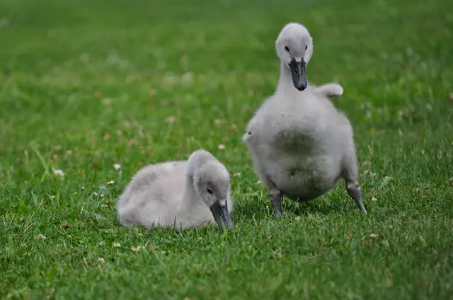 Schwanenküken. Noch ein bisschen unsicher auf den Beinchen. | Foto: Daniela Somers