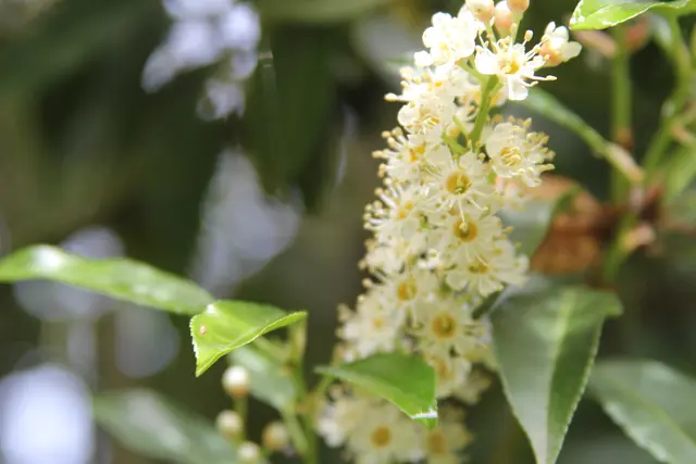 Grüße aus dem Garten