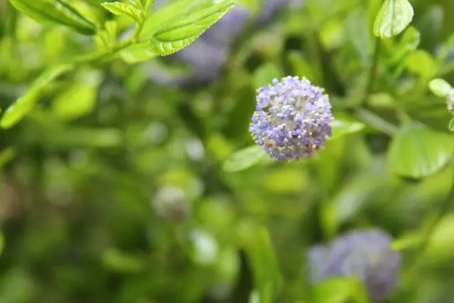 Grüße aus dem Garten