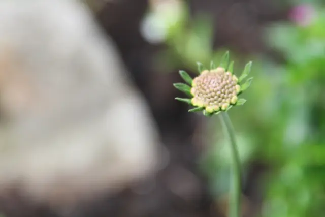 Grüße aus dem Garten