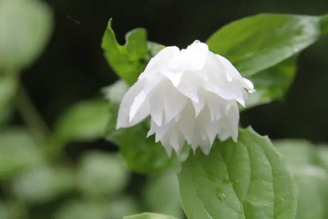 Grüße aus dem Garten