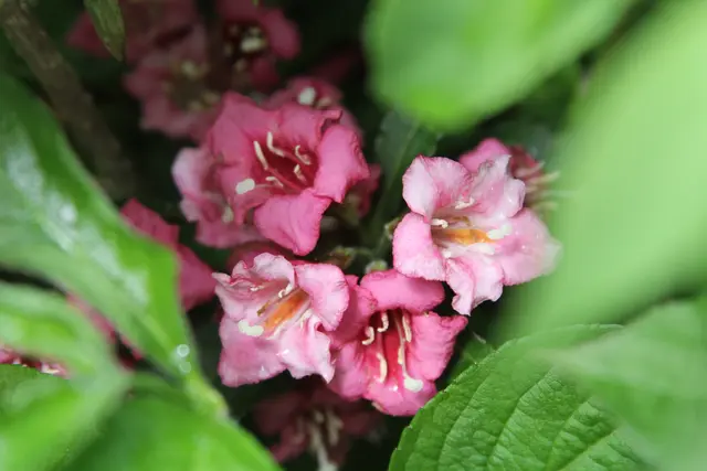 Grüße aus dem Garten
