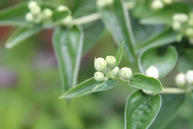 Grüße aus dem Garten