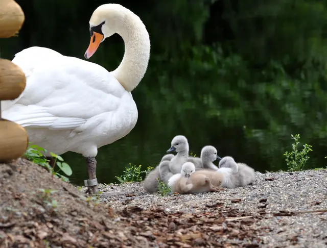 Alle zusammen kuscheln und warten bis zum nächsten Schwimmgang. | Foto: Daniela Somers