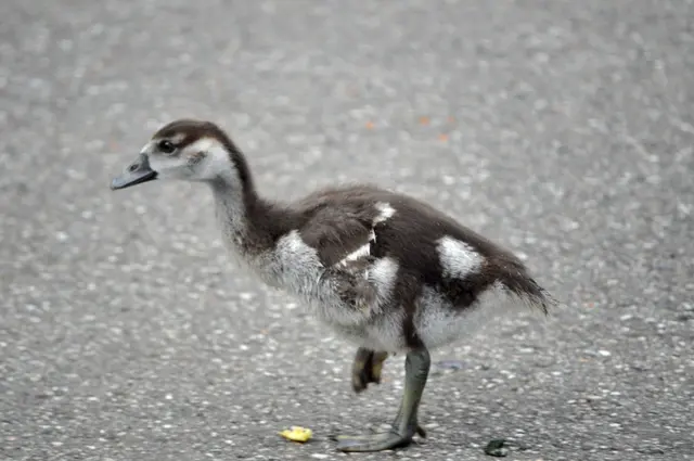 Jetzt aber schnell den anderen hinterher. Junge Nilgans | Foto: Daniela Somers