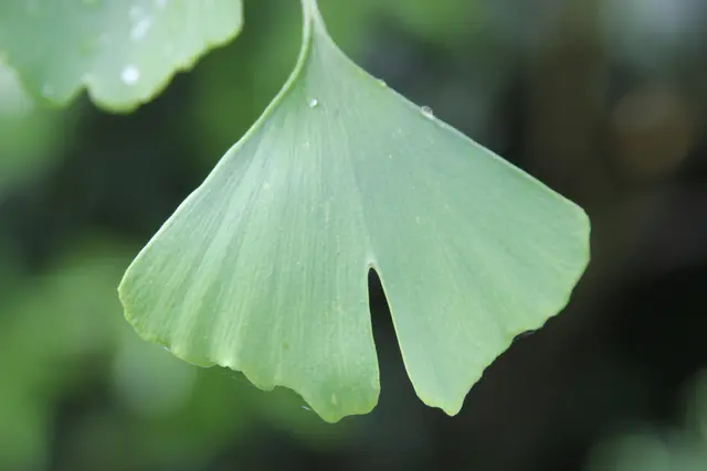Grüße aus dem Garten