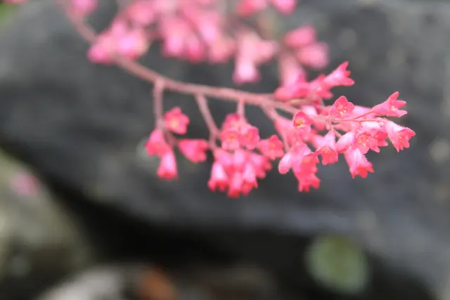 Grüße aus dem Garten