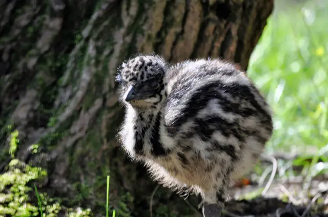 Ein kleiner Flauschball. Später wird es mal ein stolzer Emu sein. | Foto: Daniela Somers