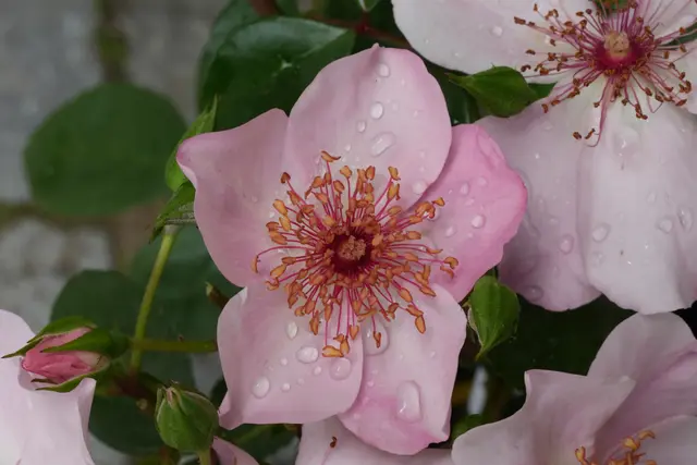 Botanischer Obstgarten Rosencafé Heilbronn