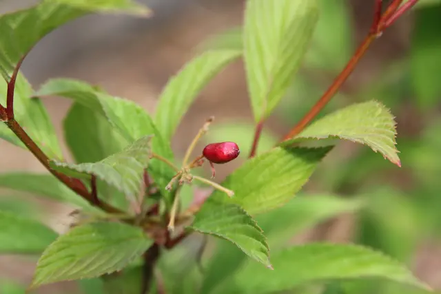 Grüße aus dem Garten