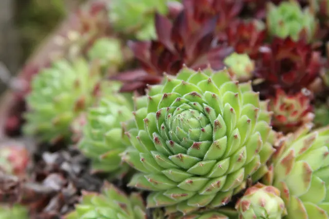 Grüße aus dem Garten