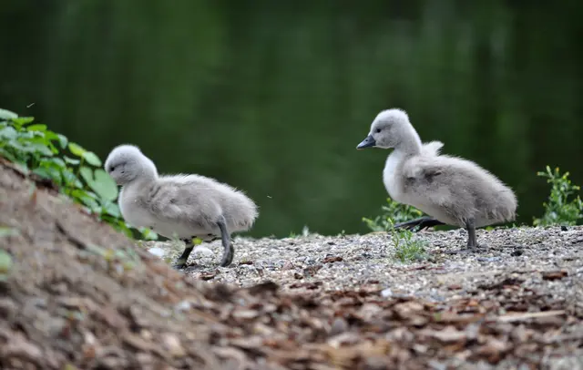 Schwanenküken. Jetzt gehts aber schnell der Mama hinterher. | Foto: Daniela Somers
