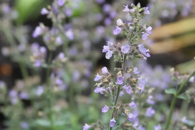 Grüße aus dem Garten