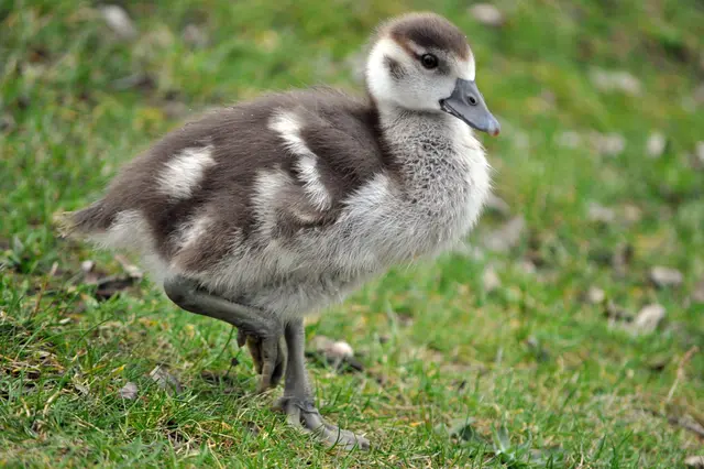 Junge Nilgans. Einfach niedlich die Flauschbällchen. | Foto: Daniela Somers