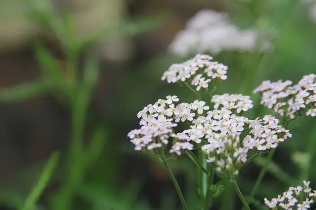 Grüße aus dem Garten