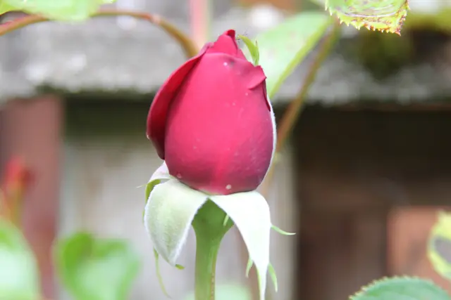 Grüße aus dem Garten