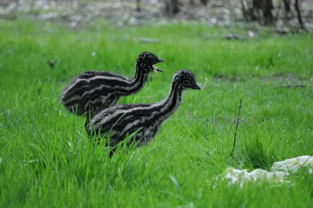 Emubabys. Mit dem Salat fressen klappt es noch nicht so ganz. | Foto: Daniela Somers