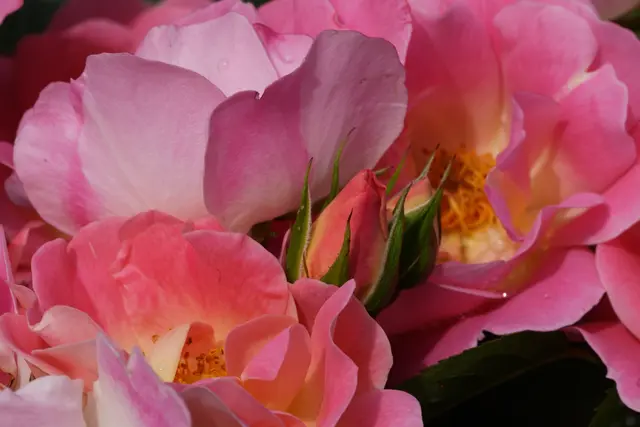 Foto: Moni Bordt