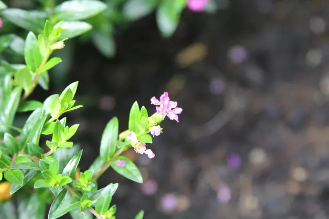 Grüße aus dem Garten