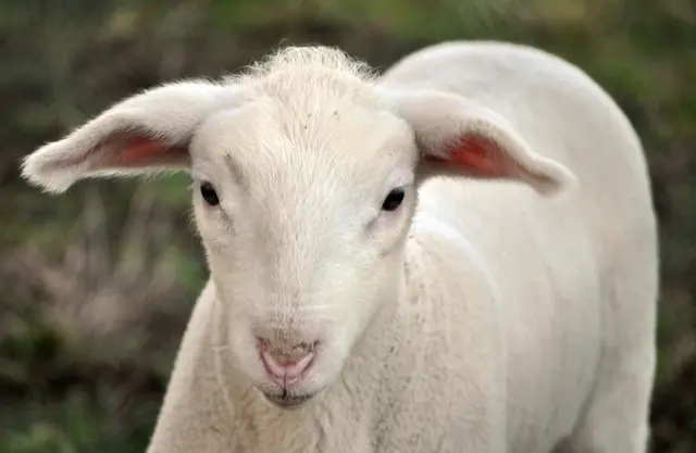 An was dieses Lamm wohl gerade denkt? | Foto: Daniela Somers