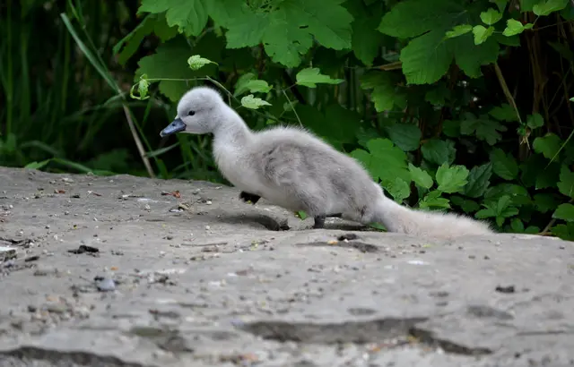 Wartet auf mich... | Foto: Daniela Somers