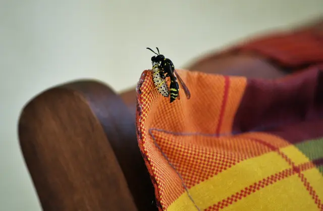 Die Beute ist bestimmt so schwer wie die Wespe selbst. | Foto: Daniela Somers