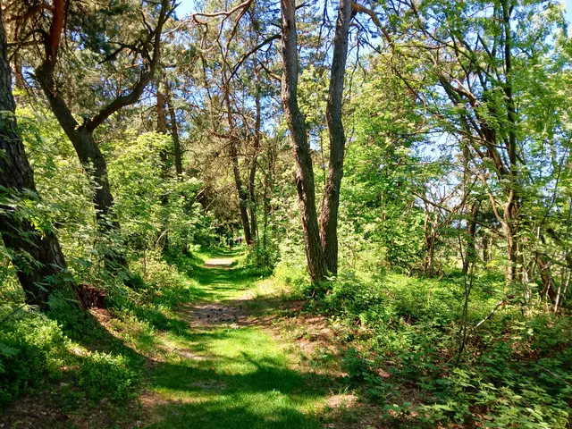 Auf wunderbar weichen und schattigen Pfaden lässt es sich herrlich wandern.   | Foto: sigischlottke