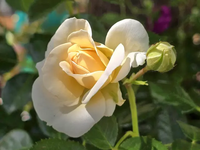 Foto: Heidrun Rosenberger