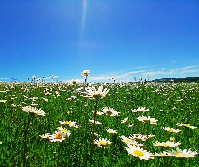 Die Blüten strecken ihre Köpfchen zur Sonne hin.  
Was für eine herrliche kleine Auftakttour unseres Wanderwochenendes.  | Foto: sigischlottke