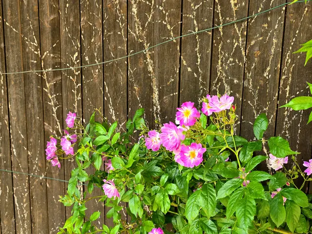 Foto: Heidrun Rosenberger