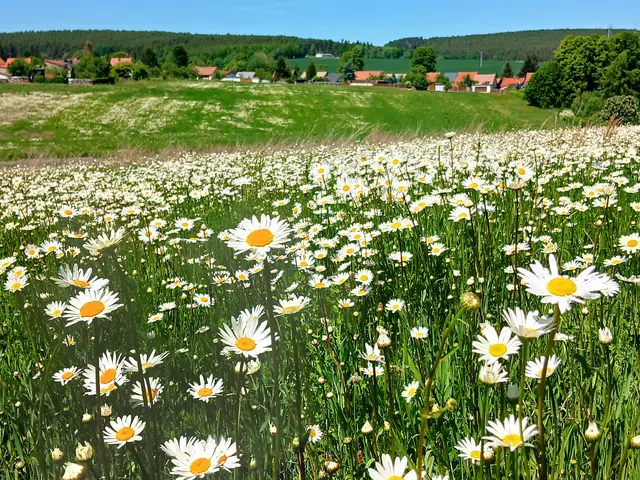 Zurück führt die Wanderung durch diese herrliche Margeritenpracht. | Foto: sigischlottke