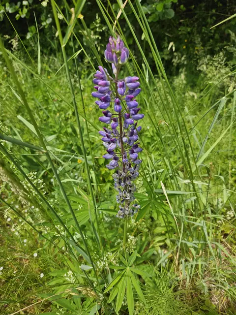 Foto: SAV OG Talheim