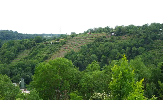 Beeindruckende Weinbergsteillagen im Remminger Tal. | Foto: I. Reitz