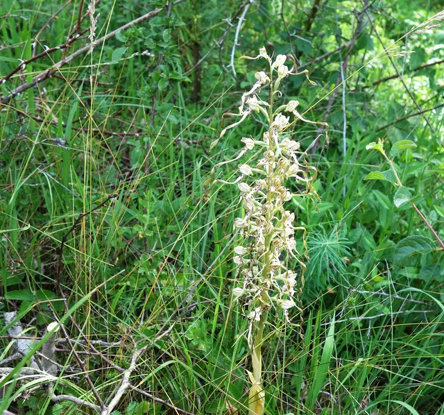 Auch die Bocks -Riemenzunge wurde bestaunt - eine streng geschützte Orchidee. | Foto: I. Reitz