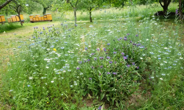 Ein Blütenmeer für die Bienen! | Foto: I. Reitz
